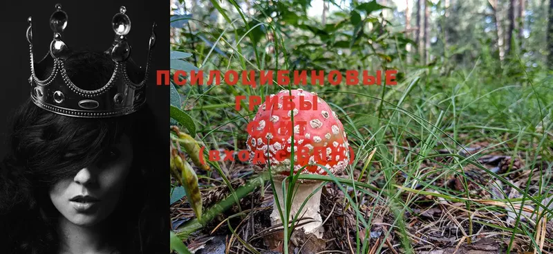 Галлюциногенные грибы MAGIC MUSHROOMS  Высоковск 